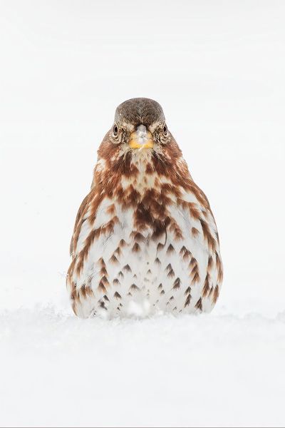 Jones, Adam 아티스트의 Fox Sparrow foraging in snow작품입니다.